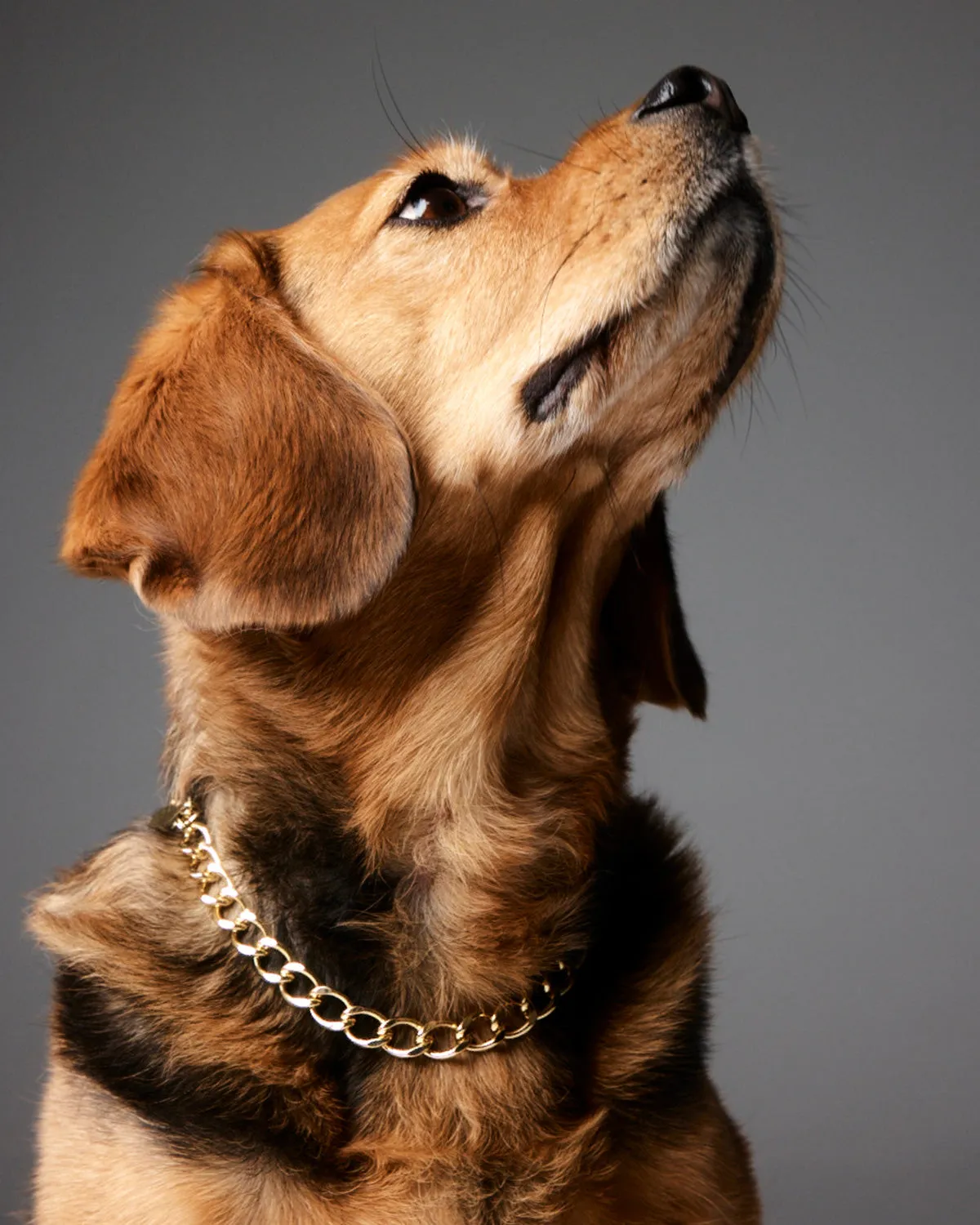 Alfie Necklace - Gold