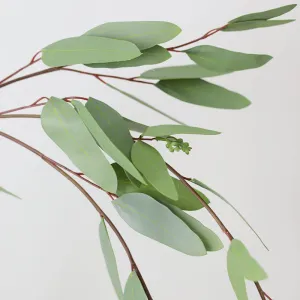 Eucalyptus Weeping